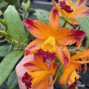 Ctt. Varut Startrack — Palmer Orchids